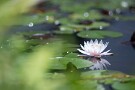 01 毎日暑い日が続きます。今日は水辺の涼しそうな写真をどうぞ。睡蓮が盛りです。Canon EOS 5D Mark IV　Canon EF300mmF4