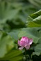 05 Canon EOS 5D Mark IV　Canon EF300mmF4