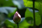 06 まだ蕾が多く、見頃まではもう少しです。Canon EOS 5D Mark IV　Canon EF300mmF4