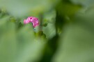07 Canon EOS 5D Mark IV　Canon EF300mmF4