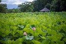 01 毎日暑い日が続きます。涼しさを求めて札所25番に行ってみました。蓮の花も見頃となってきました。Canon EOS 5D Mark IV　Canon EF50mmF1.4