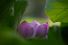 06 Canon EOS 5D Mark IV　Canon EF300mmF4