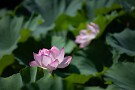 08 Canon EOS 5D Mark IV　Canon EF70〜200mmF4