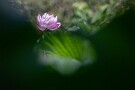 08 今日、雨の蓮も撮影したので後日アップします。Canon EOS 5D Mark IV　SIGMA 150-600mm F5-6.3 DG OS HSM Contemporary