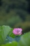 01 世間はお盆休み真っ只中、と言うことで今日は先日撮影した雨の蓮をお楽しみください。Canon EOS 5D Mark IV　Canon EF300mmF4