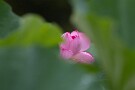 02 Canon EOS 5D Mark IV　Canon EF300mmF4