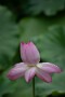 03 Canon EOS 5D Mark IV　Canon EF300mmF4