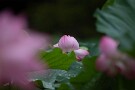 07 Canon EOS 5D Mark IV　Canon EF300mmF4