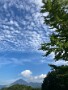 08 今日は午後から晴れて暑くなりました。夕刻前、ジョギング中に見上げた空は秋の空でした。このまま秋になるかといえば、世の中そう甘くはないですね(^_^;) iPhone SE2