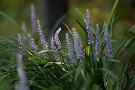 07 チチブムラサキランも盛りです。Canon EOS 5D Mark IV　Canon EF300mmF4