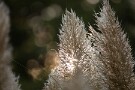 08 今週はいくらか涼しくなるのでしょうか。Canon EOS 5D Mark IV　Canon EF300mmF4