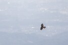 00 今日もタカの渡りを見に皇鈴山へ行ってみました。午前8時半頃着きましたが、気温が上がるとともに上昇気流に乗ってサシバが麓の森からどんどん舞い上がってきました。Canon EOS 5D Mark IV　SIGMA 150-600mm F5-6.3 DG OS HSM Contemporary