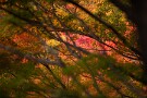 06 紅葉はもう１週間ほどで見頃となりそうですが、猛暑の影響かやや傷んだ葉が目立つようです。Canon EOS 5D Mark IV　Canon EF300mmF4