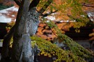 10 石仏たちを紅葉が包みます。Canon EOS 5D Mark IV　Canon EF24〜105mmF4