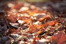 03 枯葉にあたる日が暖かさを感じさせます。Canon EOS 5D Mark IV　Canon EF70〜200mmF4