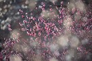 02 春の夕日に紅梅が映えます。Canon EOS 5D Mark IV　SIGMA 150-600mm F5-6.3 DG OS HSM Contemporary