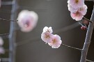 05 淡いピンクの可憐な花です。Canon EOS 5D Mark IV　SIGMA 150-600mm F5-6.3 DG OS HSM Contemporary