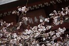 01 秩父でもやっとソメイヨシノが咲き始めました。Canon EOS 5D Mark IV　SIGMA 150-600mm F5-6.3 DG OS HSM Contemporary