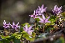 02 暖かさに誘われて久那の自生地でカタクリの花が見頃となってきました。Canon EOS 5D Mark IV　SIGMA 150-600mm F5-6.3 DG OS HSM Contemporary