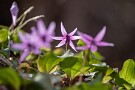 03 まさに春の妖精です。Canon EOS 5D Mark IV　SIGMA 150-600mm F5-6.3 DG OS HSM Contemporary