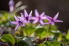 04 カタクリが咲くと本格的な春の訪れを実感します。Canon EOS 5D Mark IV　SIGMA 150-600mm F5-6.3 DG OS HSM Contemporary