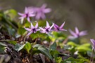 07 今年はやや花芽が少なめですが、もうしばらく楽しめそうです。Canon EOS 5D Mark IV　SIGMA 150-600mm F5-6.3 DG OS HSM Contemporary