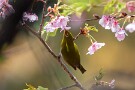 08 メジロも元気に飛び回っていました。Canon EOS 5D Mark IV　SIGMA 150-600mm F5-6.3 DG OS HSM Contemporary