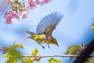 09 飛び立つ瞬間が撮れました(^o^) そういえば最近のミラーレスカメラにはシャッターを切る0.5秒前から記録できるプリ撮影モードなるものがあるとか…被写体の追従も格段に良くなっているとか…頑固!?な私はあまりミラーレスは好きではありませんでしたが、そろそろ潮時でしょうか…^^; 　Canon EOS 5D Mark IV　SIGMA 150-600mm F5-6.3 DG OS HSM Contemporary