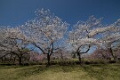02 ソメイヨシノは満開、ベニシダレは5〜6分咲きです。Canon EOS 5D Mark IV　SIGMA 12-24mm F4.5-5.6 II DG HSM