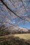 06 こちらは秩父ミューズパークの桜です。Canon EOS 5D Mark IV　SIGMA 12-24mm F4.5-5.6 II DG HSM