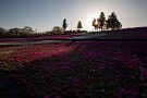 12 ゆっくり長閑に時間が流れる春の夕暮れでした。芝桜の丘は10日より駐車場、入場料が有料となります。Canon EOS 5D Mark IV　SIGMA 12-24mm F4.5-5.6 II DG HSM
