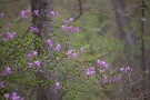 03 ミツバツツジが至る所で見頃です。Canon EOS 5D Mark IV　Canon EF70〜200mmF4