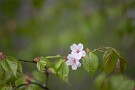 04 名残の山桜です。Canon EOS 5D Mark IV　Canon EF70〜200mmF4