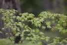 08 モミジもどんどん葉が出てきました。Canon EOS 5D Mark IV　Canon EF300mmF4