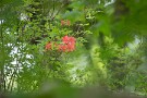 02 緑の中にヤマツツジの朱色が際立ちます。Canon EOS 5D Mark IV　SIGMA 150-600mm F5-6.3 DG OS HSM Contemporary