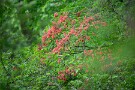 02 初夏の色です。Canon EOS 5D Mark IV　SIGMA 150-600mm F5-6.3 DG OS HSM Contemporary