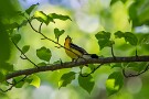 07 初夏の森の美しいひと時でした。Canon EOS 5D Mark IV　SIGMA 150-600mm F5-6.3 DG OS HSM Contemporary