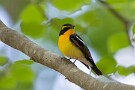 05 喉のオレンジからお腹にかけての黄色が映えます。フォトジェニックな野鳥です。Canon EOS 5D Mark IV　SIGMA 12-24mm F4.5-5.6 II DG HSM
