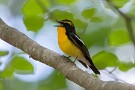 06 鳴き真似が得意です。コジュケイ（チョットコイ）やツクツクボウシなどのレパートリーがあります。Canon EOS 5D Mark IV　SIGMA 12-24mm F4.5-5.6 II DG HSM