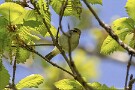 01 今日は山梨県の柳沢峠で撮影した野鳥をお楽しみください。まずはセンダイムシクイが木の上から出迎えてくれました。Canon EOS 5D Mark IV　SIGMA 150-600mm F5-6.3 DG OS HSM Contemporary