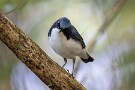 06 藪の中を好むため、声は聞こえても姿を見つけるのが大変な鳥です。Canon EOS 5D Mark IV　SIGMA 150-600mm F5-6.3 DG OS HSM Contemporary