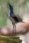08 上に飛び立ちました。長い足がさらに長くなりました。Canon EOS 5D Mark IV　SIGMA 150-600mm F5-6.3 DG OS HSM Contemporary