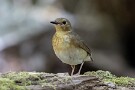 10 ヒタキ科ですがシュンとした顔つきがどことなくツグミ科の鳥を思わせます。Canon EOS 5D Mark IV　SIGMA 150-600mm F5-6.3 DG OS HSM Contemporary