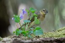 11 女の子ですから花と一緒に… Canon EOS 5D Mark IV　SIGMA 150-600mm F5-6.3 DG OS HSM Contemporary