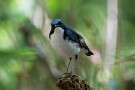 13 そして今日の主役のコルリです。Canon EOS 5D Mark IV　SIGMA 150-600mm F5-6.3 DG OS HSM Contemporary