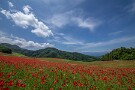 02 一昨年生育不良であまり花が咲かず、去年は一年お休みして土壌改良。そして今年復活しました。Canon EOS 5D Mark IV　SIGMA 12-24mm F4.5-5.6 II DG HSM