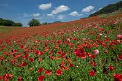 03 往年の咲っぷりを知っているとまだやや物足りない感じはしますが、ここまで咲かせるのは大変なこと。頭が下がる思いです。Canon EOS 5D Mark IV　SIGMA 12-24mm F4.5-5.6 II DG HSM