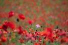 04 下界は30℃近くまで上がっていますが、ここは24℃程で快適です^_^ 　Canon EOS 5D Mark IV　Canon EF300mmF4