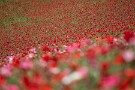 05 とにかく渡る風が爽やかです。Canon EOS 5D Mark IV　Canon EF300mmF4