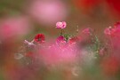 08 Canon EOS 5D Mark IV　Canon EF300mmF4